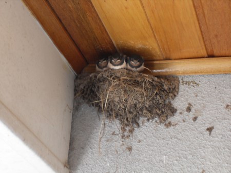 VLUU L310W L313 M310W / Samsung L310W L313 M310W