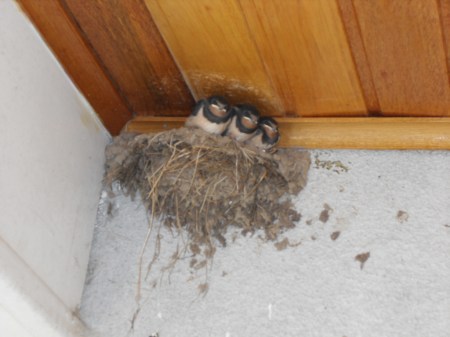 VLUU L310W L313 M310W / Samsung L310W L313 M310W