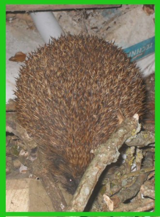 VLUU L310W L313 M310W / Samsung L310W L313 M310W